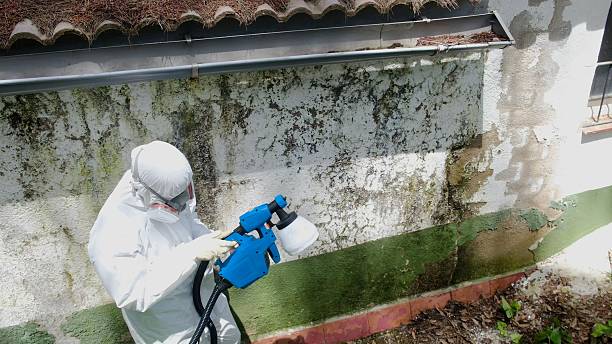 Top rated local Attic Mold Removal specialists in Platteville, CO